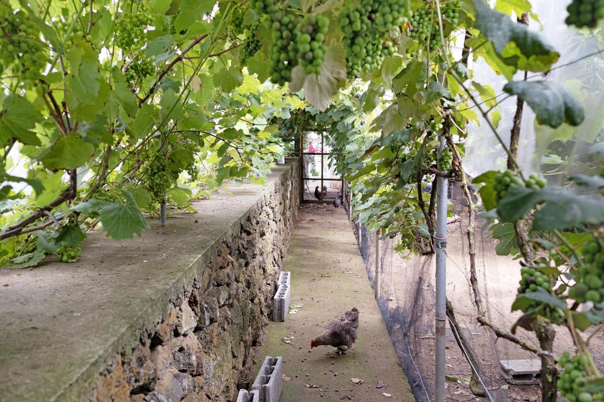 Casa Das Rosas Ангра-ду-Эроижму Экстерьер фото